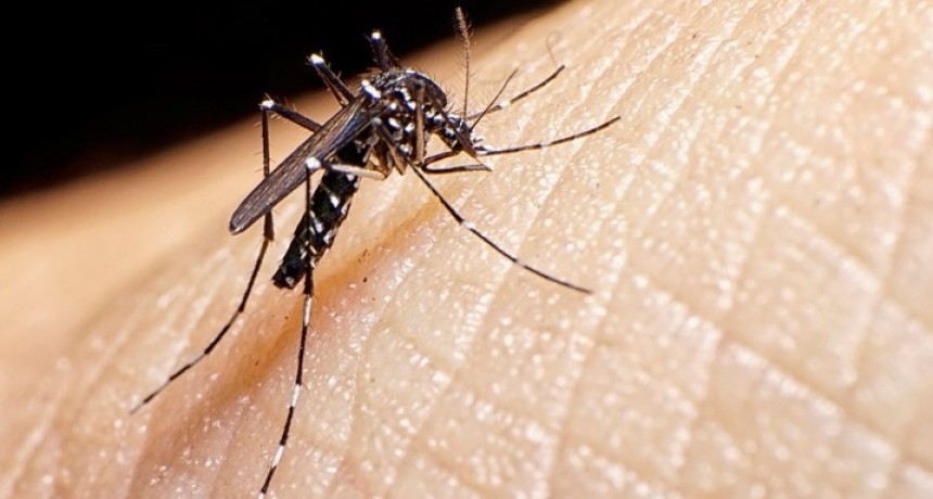 Informan siete casos de dengue en Tucum&aacute;n 