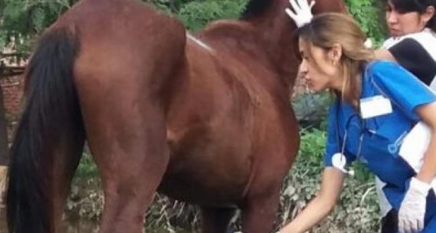Salud emite medidas de prevenci&oacute;n contra la Encefalitis Equina