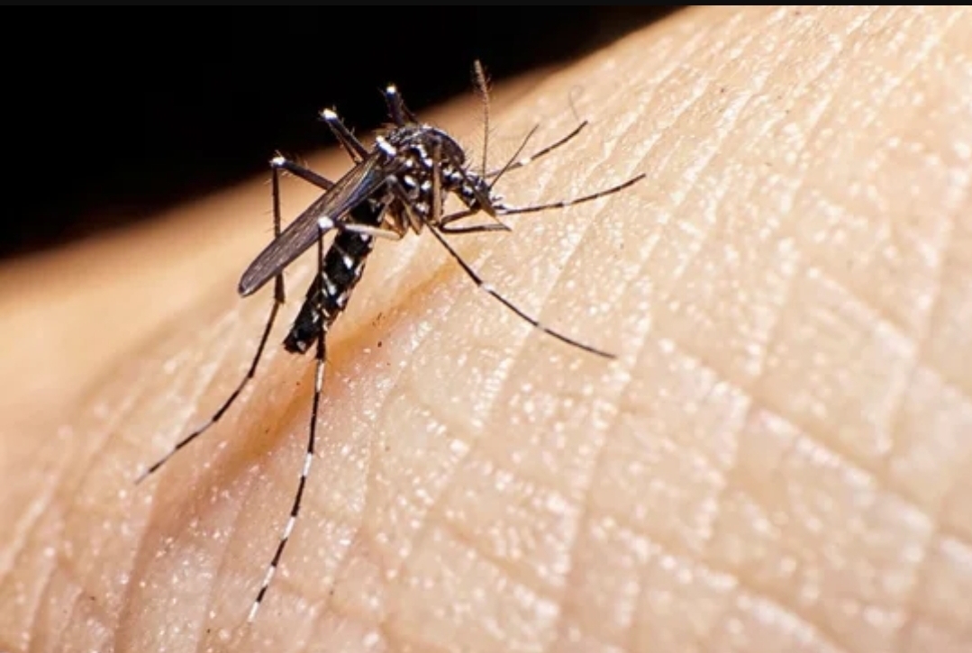 Dengue: preocupaci&oacute;n por el veloz aumento de casos en seis provincias