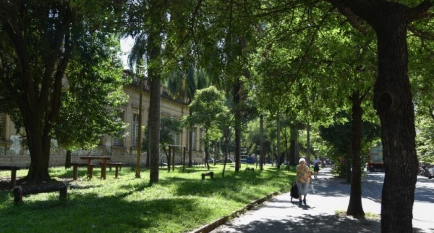 Eval&uacute;an el arbolado que rodea el Colegio Nacional para prevenir accidentes