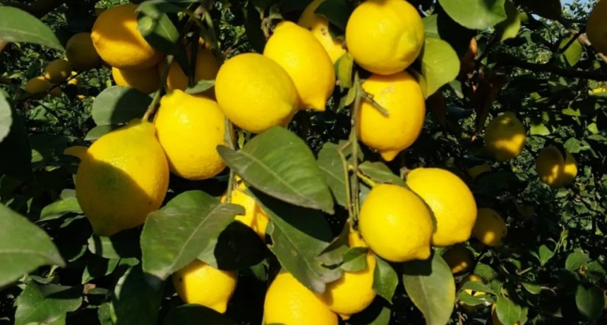 La citricultura tucumana se contrae, pero mantiene su dominio