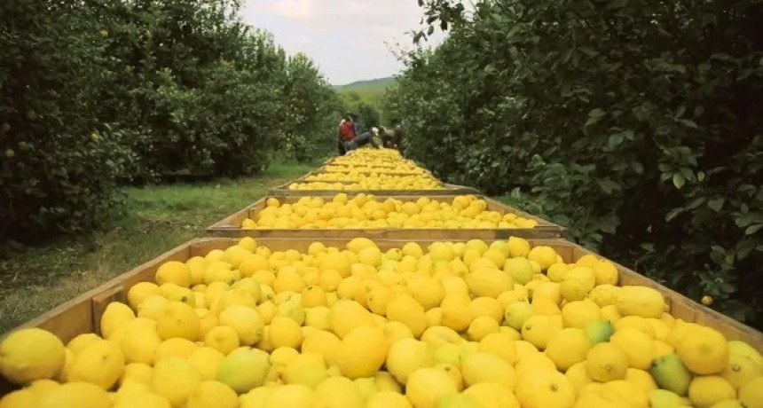 Tucum&aacute;n en el r&eacute;cord agroexportador en 2025: liderazgo en lim&oacute;n y productos regionales