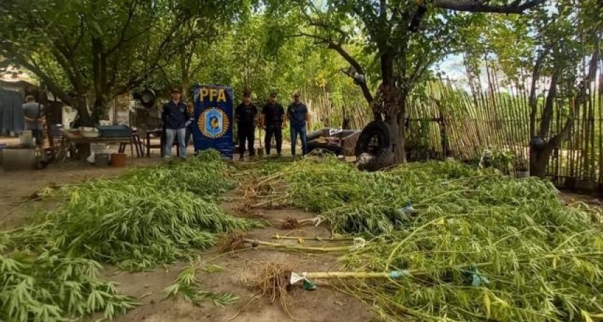 Un hombre tenía en su finca 30 plantas de marihuana