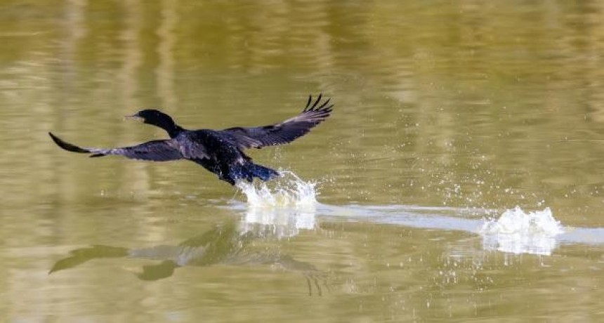 Se detectó el segundo caso de gripe aviar en Argentina