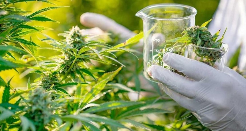 Cannabis marca país: de la Argentina al mundo