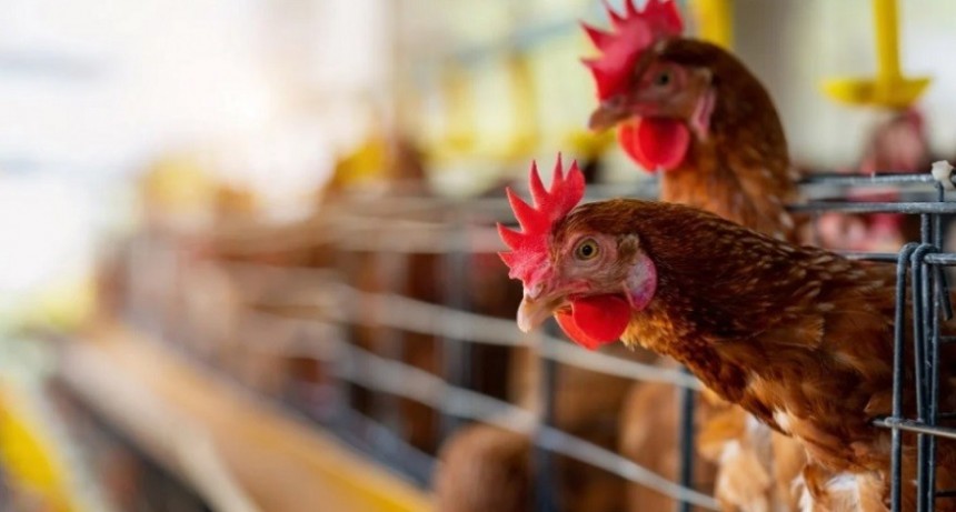 Gripe aviar: detectan nuevos casos en en aves de traspatio