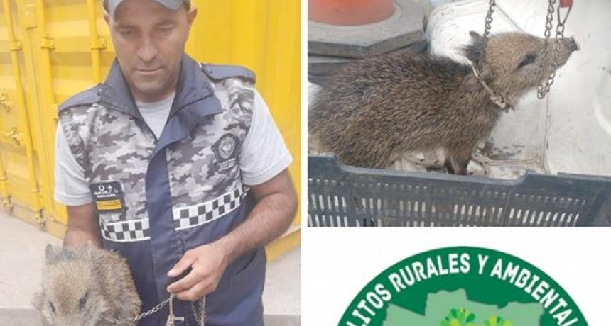 Ins&oacute;lito: ten&iacute;an como mascota una cr&iacute;a de "chancho del monte" en Taf&iacute; Viejo