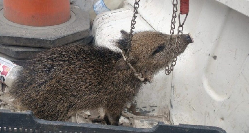 Rehabilitan un pecar&iacute; rescatado del cautiverio en Taf&iacute; Viejo