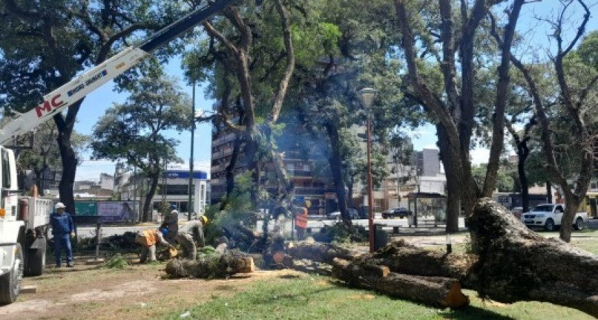 Ante amenaza de nuevas tormentas, aceleran trabajos de poda, troceo y retiro de &aacute;rboles en riesgo de ca&iacute;da