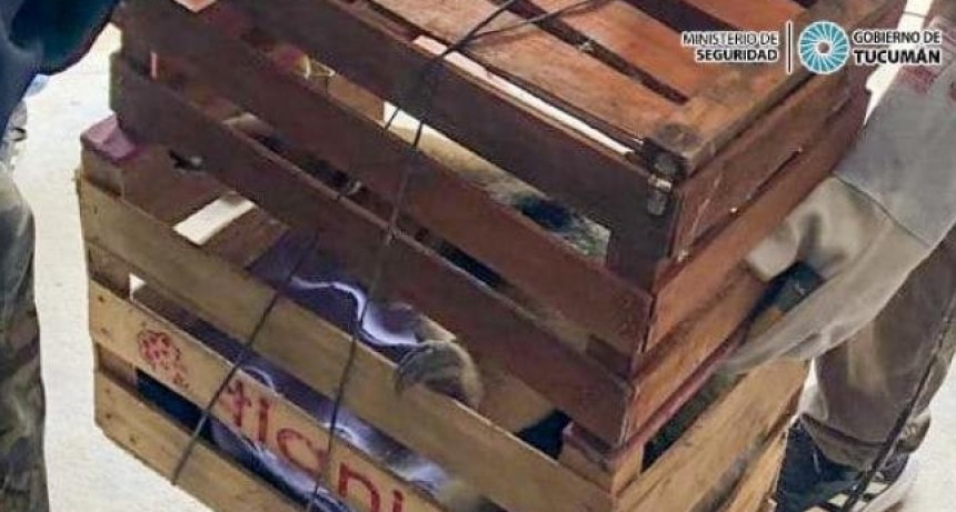 Rescatan y liberan a un oso melero que ingres&oacute; a una vivienda en Graneros
