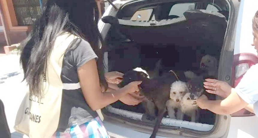 Rescatan a diez perros que se encontraban desnutridos y deshidratados