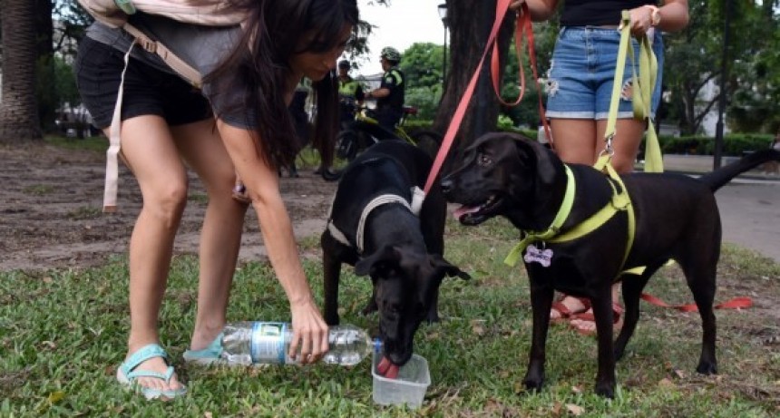 C&oacute;mo proteger a las mascotas en temporadas de altas temperaturas
