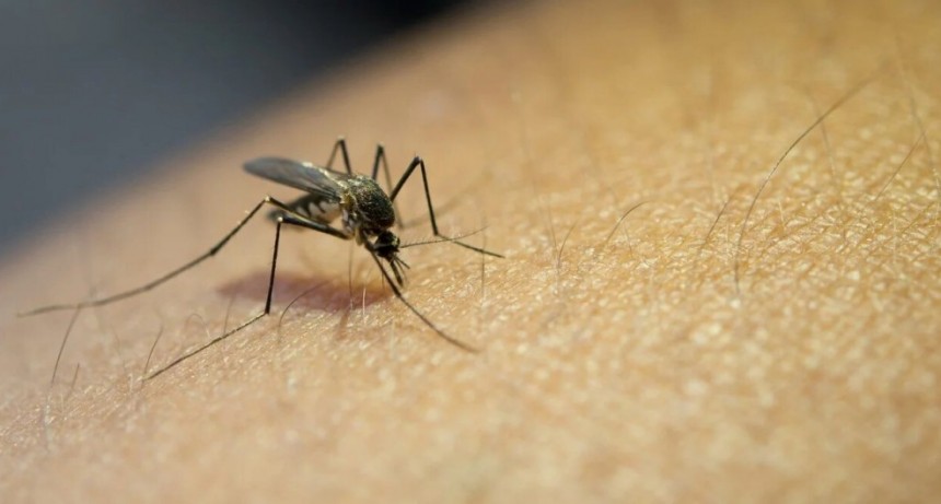 Dengue: alarmante aumento de casos en la CABA y 17 municipios bonaerenses en alerta