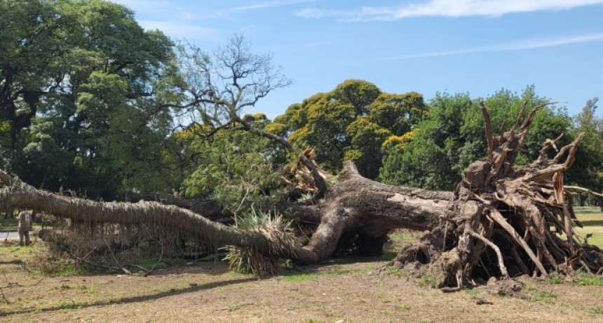 Reutilizan los troncos de los árboles caídos durante tormentas