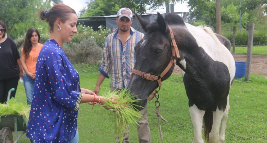 Bella Vista: Los caballos de equinoterapia mejorar&aacute;n su nutrici&oacute;n gracias a un innovador proyecto de forraje hidrop&oacute;nico