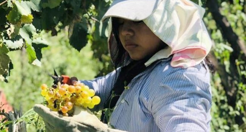 Las bodegas tucumanas inician la vendimia y se preparan para la producci&oacute;n de vinos