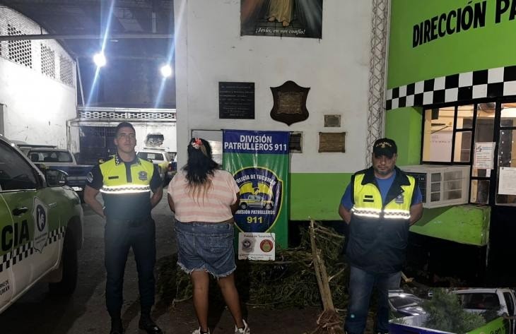 Manantial Sur: Incautan plantas de marihuana de gran porte