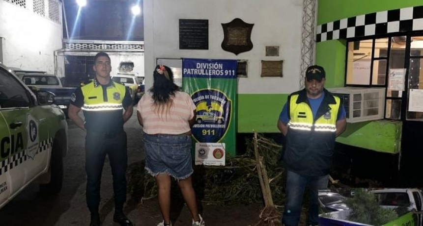 Manantial Sur: Incautan plantas de marihuana de gran porte