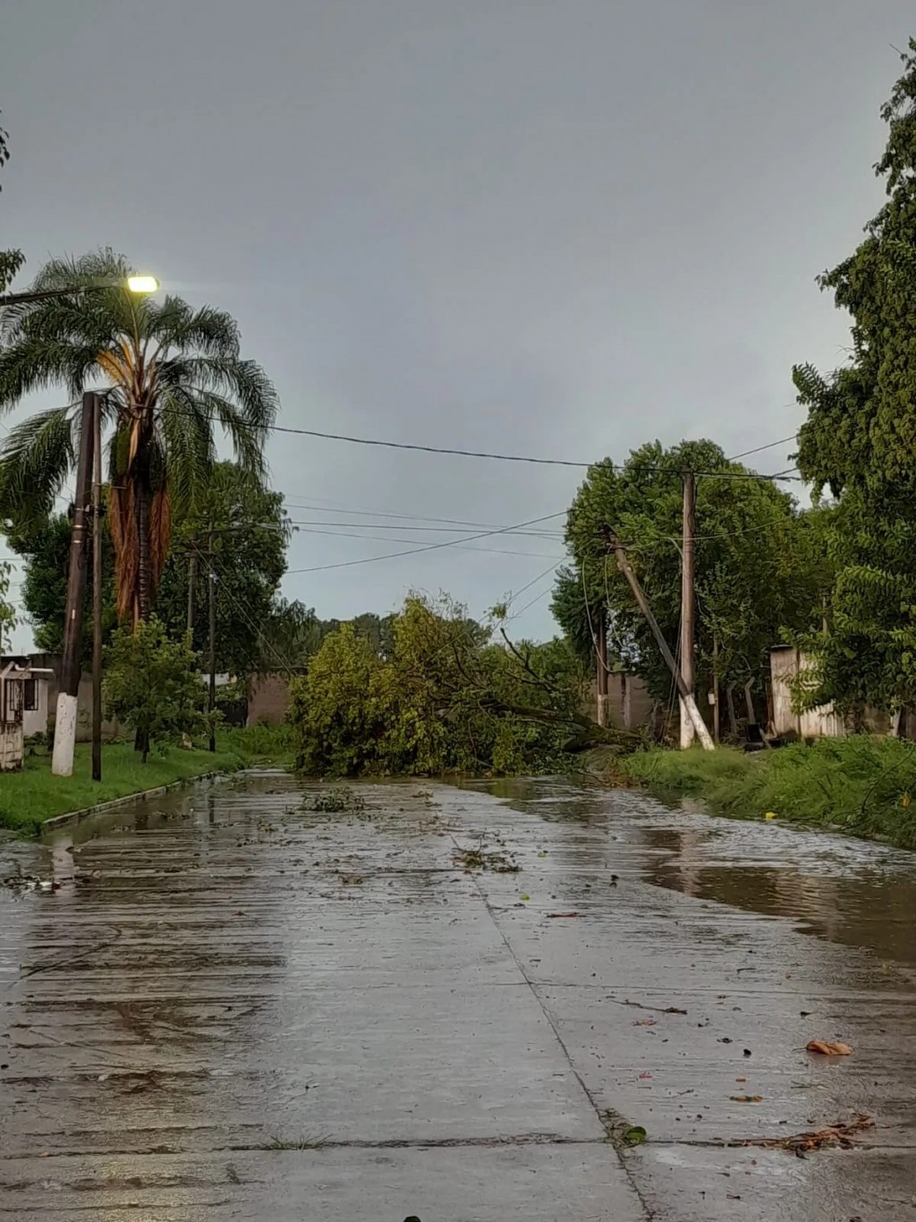 Alerta naranja en Tucumán: el temporal provocó caída de árboles, postes y voladura de techos en varias localidades