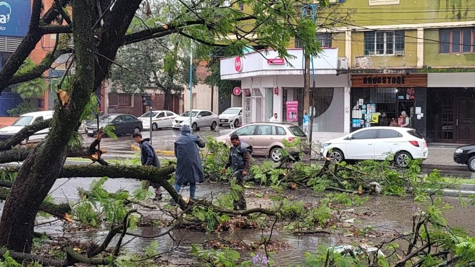 Fuertes vientos: cayeron 25 árboles y 20 ramas en San Miguel de Tucumán, y continúan las tareas de limpieza