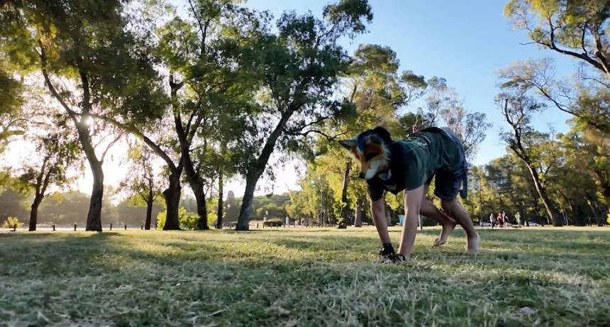 San Luis: un therian que se autopercibe perro quiso atenderse en una veterinaria por 