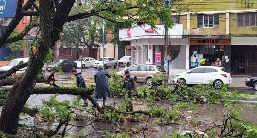 Fuertes vientos: cayeron 25 &aacute;rboles y 20 ramas en San Miguel de Tucum&aacute;n, y contin&uacute;an las tareas de limpieza