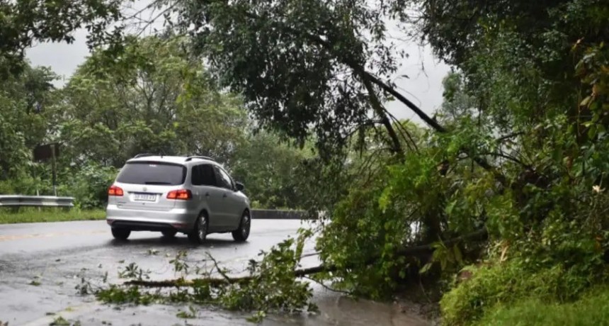 Alertan por el estado de la ruta a Taf&iacute; del Valle: derrumbes, piedras y animales sueltos por las intensas lluvias