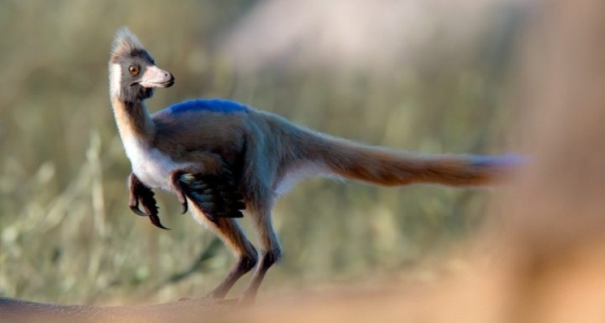 Descubren en la Patagonia al dinosaurio m&aacute;s peque&ntilde;o de Sudam&eacute;rica: pesaba menos de un kilo y vivi&oacute; hace 95 millones de a&ntilde;os