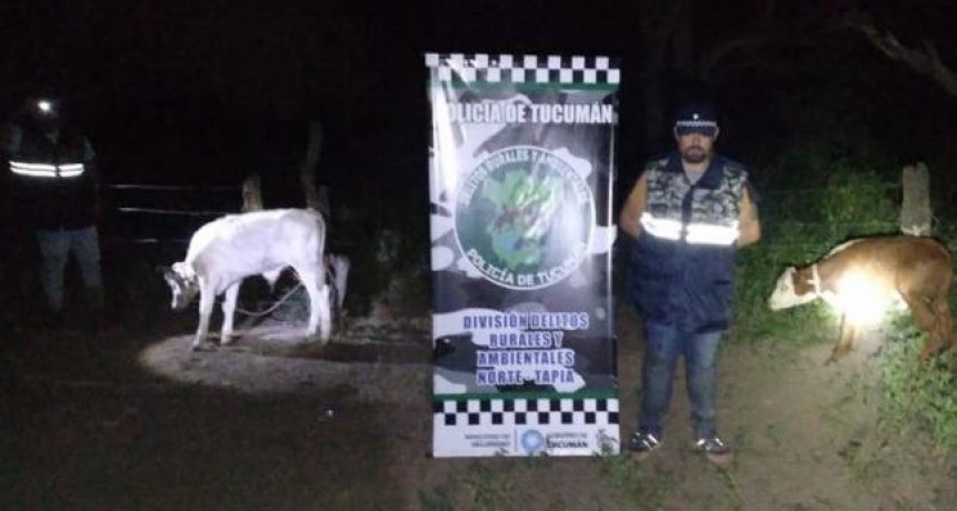 La Policía frustró el robo de ocho vacunos