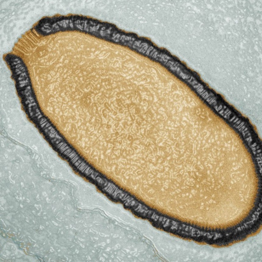 Revivieron un “virus zombie” de 48.500 años