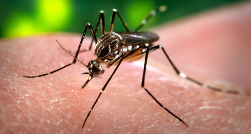 Piden extremar cuidados ante el incremento de casos de dengue