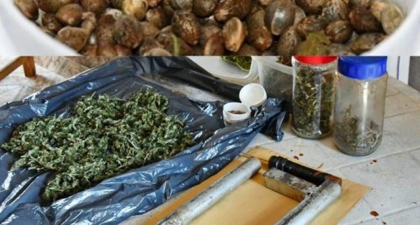 Villa Carmela: Decomisan una plantación de Marihuana