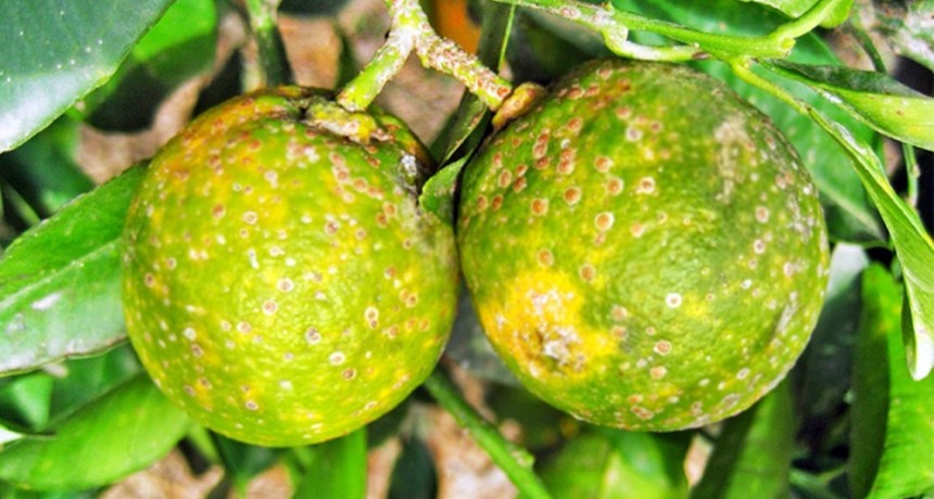 HLB: Se extienden las alertas fitosanitarias