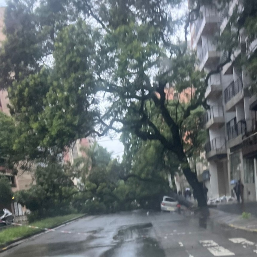 Hubo ca&iacute;da de &aacute;rboles y de postes por el temporal
