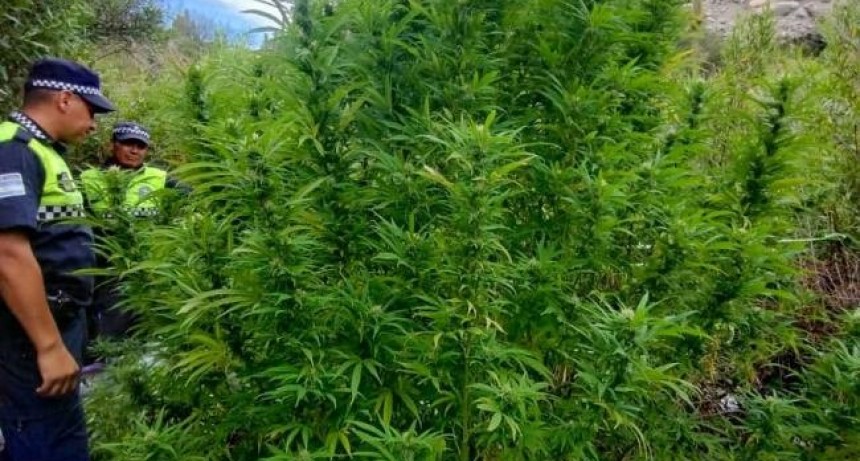 Hallan 17 plantas de marihuana a orillas del r&iacute;o Amaicha