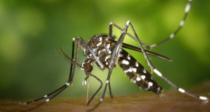 Tucum&aacute;n tiene m&aacute;s de 9.900 casos de dengue