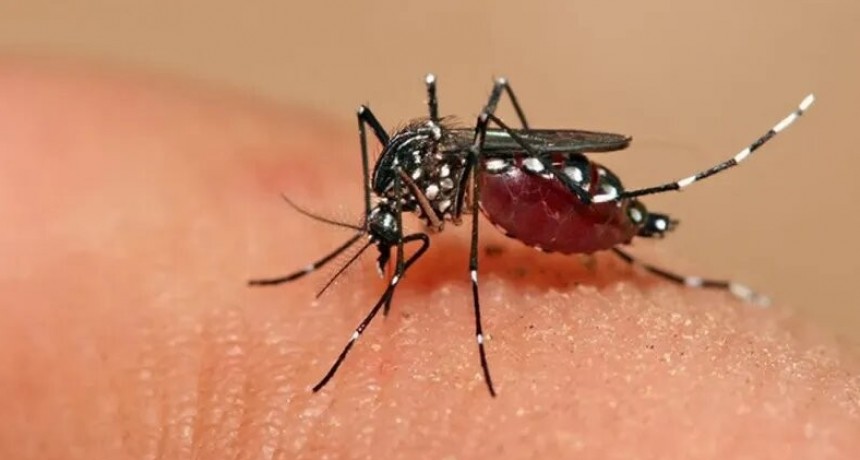 C&oacute;rdoba: Una joven muri&oacute; por dengue hemorr&aacute;gico luego de dar a luz