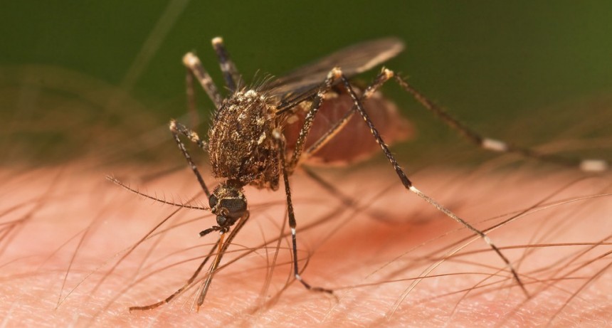 Dengue: se espera un aumento de casos en Tucum&aacute;n