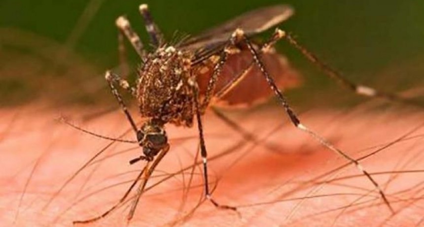 Dengue en Niños: Medidas de prevención y síntomas de alarma
