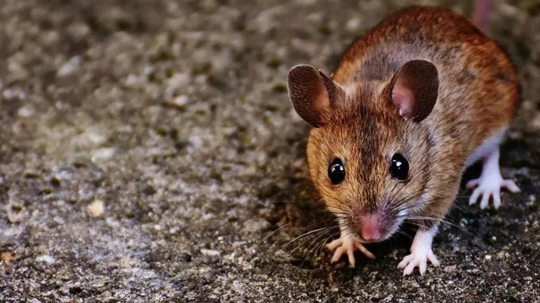 Alerta: una mujer murió por hantavirus y hay 24 personas aisladas