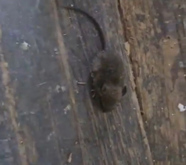 La Legislatura distingui&oacute; a 40 "Mujeres que Inspiran" por su impacto social en Tucum&aacute;n