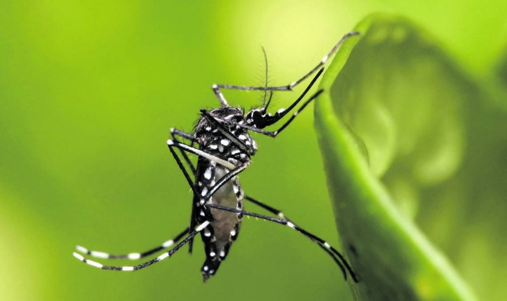 Chikungunya en Tucum&aacute;n: confirman 10 casos en la capital y refuerzan operativos contra el mosquito