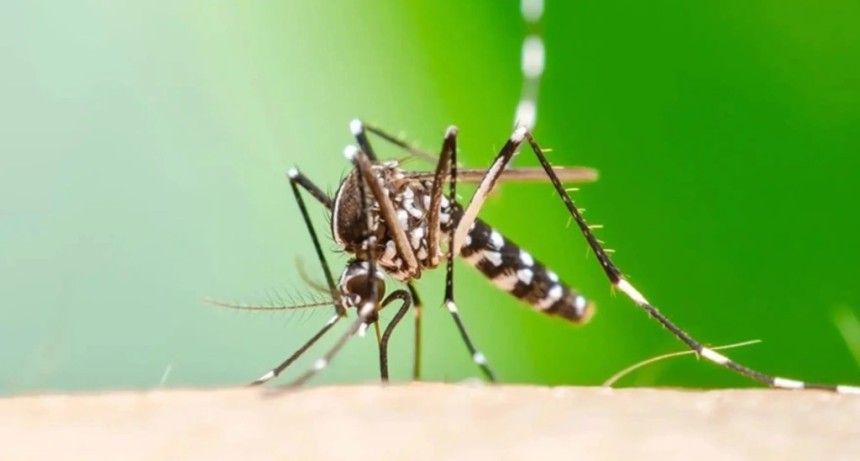 El Ministerio de Salud confirm&oacute; un nuevo caso de chikungunya en Tucum&aacute;n y advierte sobre la presi&oacute;n epidemiol&oacute;gica regional