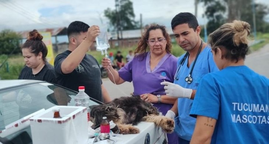 Tucum&aacute;n Mascotas despleg&oacute; un operativo de emergencia en La Madrid: asistieron a casi 300 animales tras las inundaciones