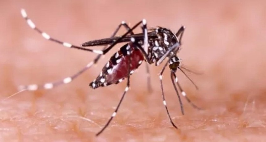 Alerta sanitaria en Tucum&aacute;n: confirmaron nuevos casos de chikungunya y ya son ocho los contagios en la provincia