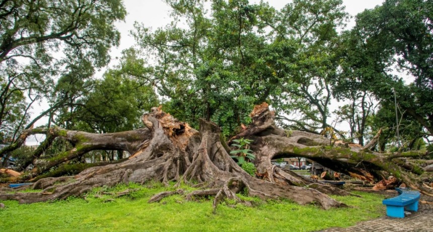 Cay&oacute; el hist&oacute;rico gomero de Parque Avellaneda: el Municipio ya hab&iacute;a advertido sobre su estado tras un diagn&oacute;stico cient&iacute;fico