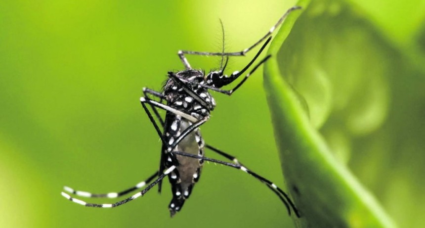 Chikungunya en Tucum&aacute;n: confirman 10 casos en la capital y refuerzan operativos contra el mosquito