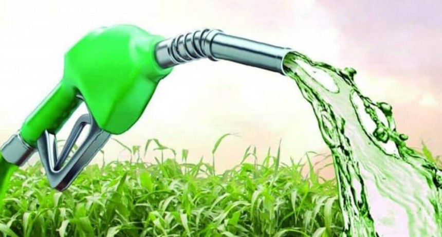 Productores de ca&ntilde;a y ma&iacute;z respaldan el nuevo corte de bioetanol al 15% en naftas