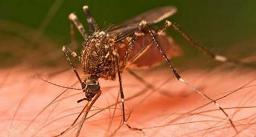 Dengue: el Subsidio brinda seguimiento por Teleconsulta