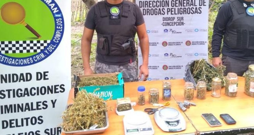 Decomisan más de una decena de plantas de marihuana en el sur de la provincia